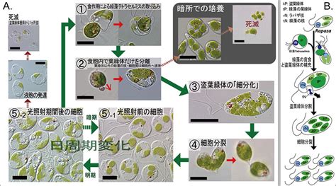 植物化|どうすれば植物になれるのか？ 